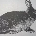 Ручной кролик (Tan)