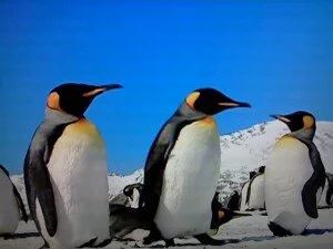 фото пингвинов