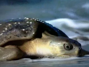 черепаха из моря