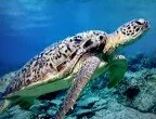 морская черепаха фото