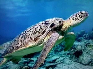 морская черепаха фото