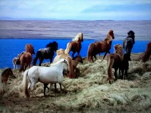 табун диких лошадей фото