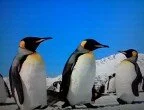 Фото императорских пингвинов