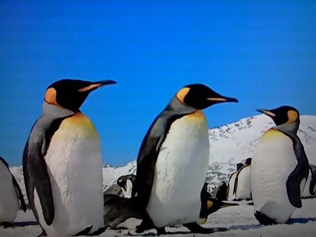 Фото императорских пингвинов