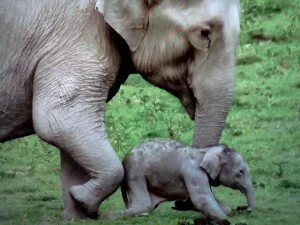 фото слонихи с детенышем