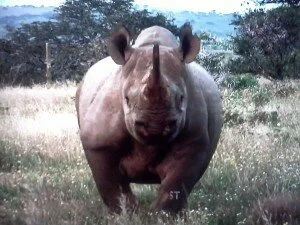 фотография носорога
