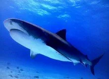 акула фото для детей
